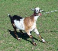 stubborn goat
